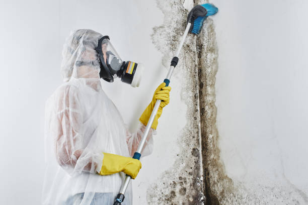 Best Attic Mold Removal  in Robins, IA