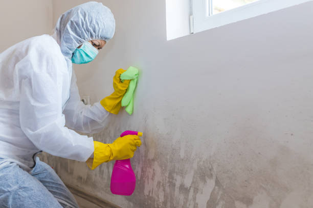 Why You Should Choose Our Mold Remediation Services in Robins, IA